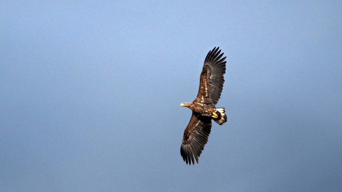 De zeearenden blijven: nieuw nest in aanbouw in het Friese Veen