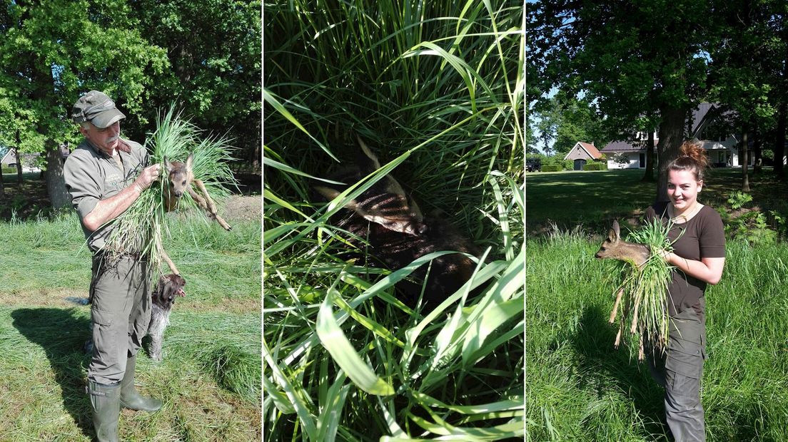 Vandaag twee reekalfjes gered door familie Kutterik