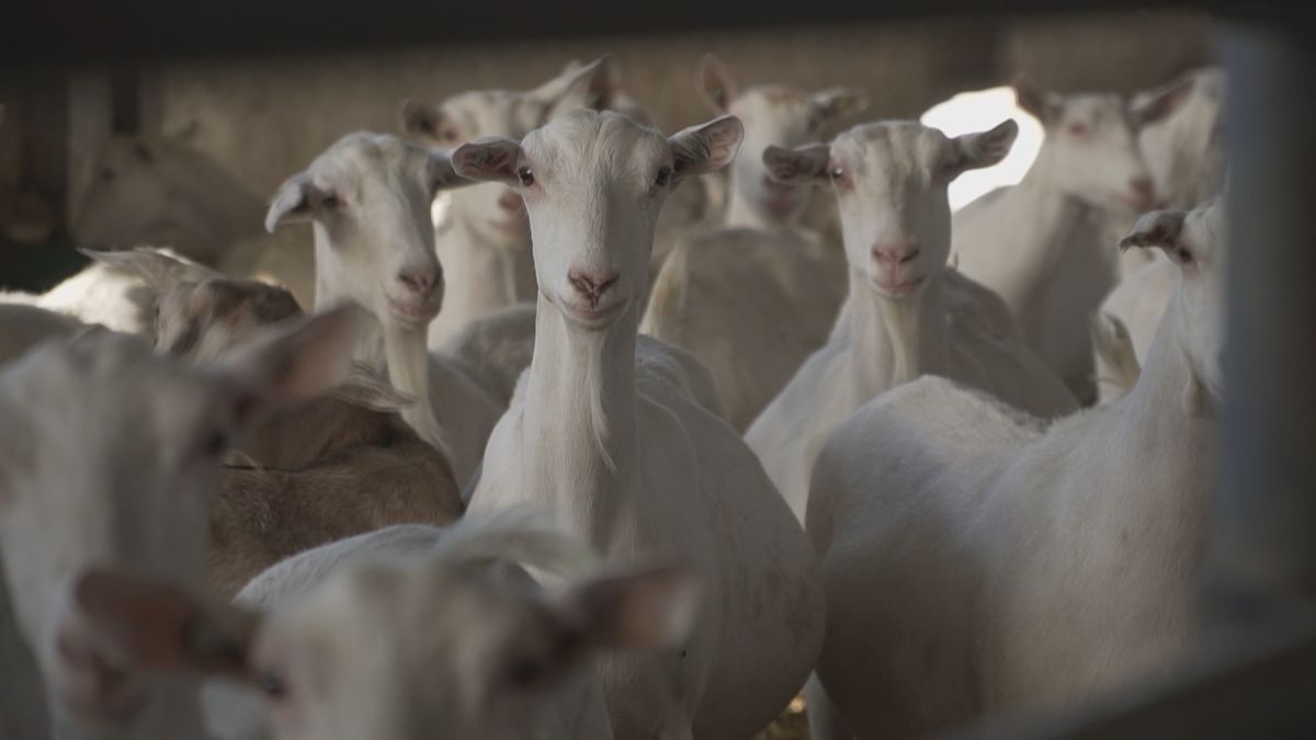 Woningnood versus gezondheidsrisico's: Deventer blijft bouwen bij geitenhouderij