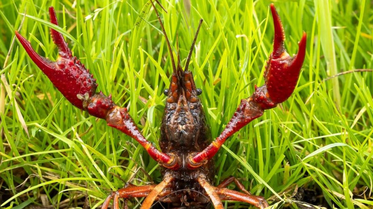 Rivierkreeften in aantallen explosief toegenomen: 'Gaat om miljoenen dieren'