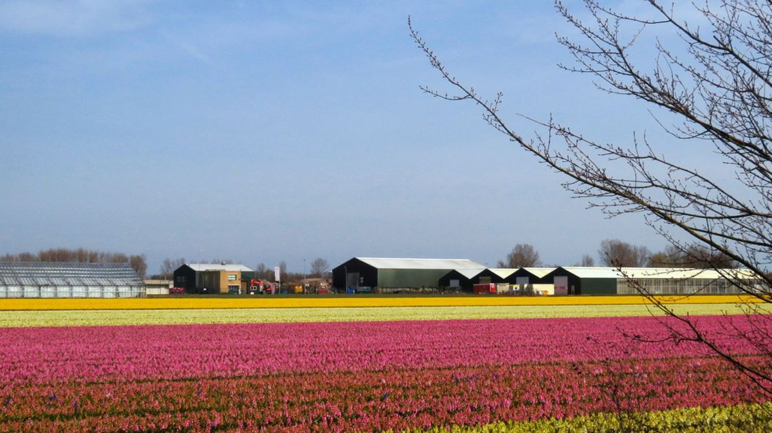 Bloembollenveld in bloei in Noordwijk