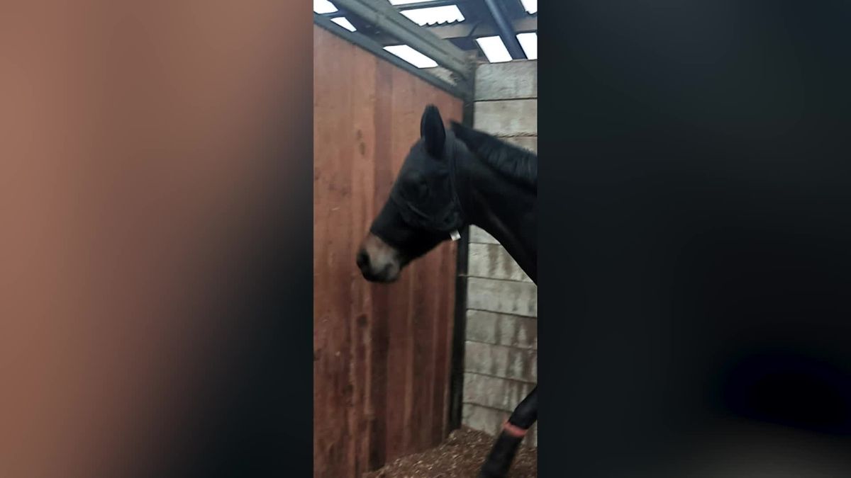 Het paard van Marieke Heuver uit Daarlerveen is niet een beetje bang voor vuurwerk, maar heel erg ba