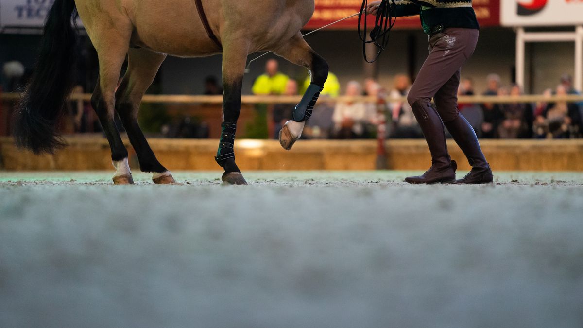 Opleidingen rondom paardensport verhuizen van Assen naar Exloo