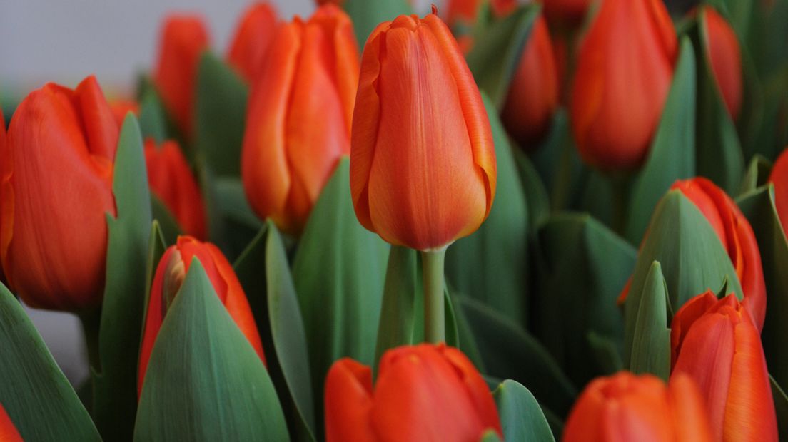 De Nucleaire Toptulp