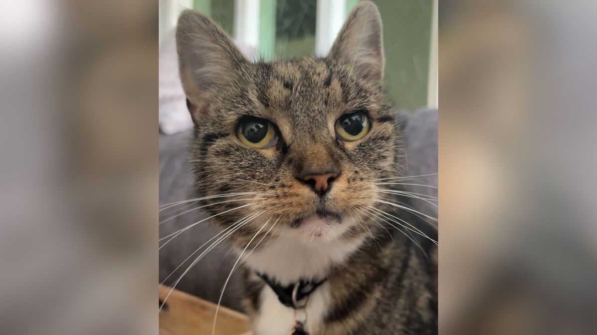 Poes Coco zwaar toegetakeld en overleden, dierenpolitie is op zoek naar dader