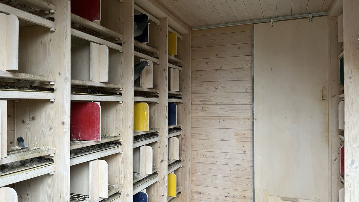 Voor tonnen aan duiven gestolen uit Harkema: 