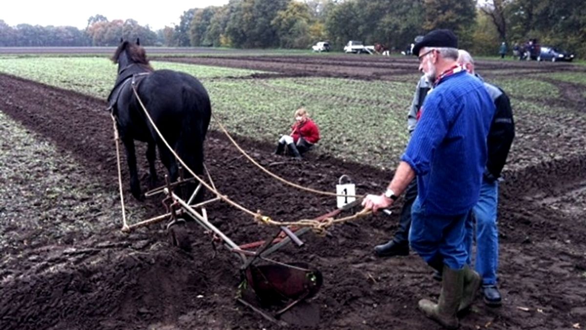 Ploegwedstrijd in Orvelte: 'Het begon als een grap en is nu een mooi groot evenement'