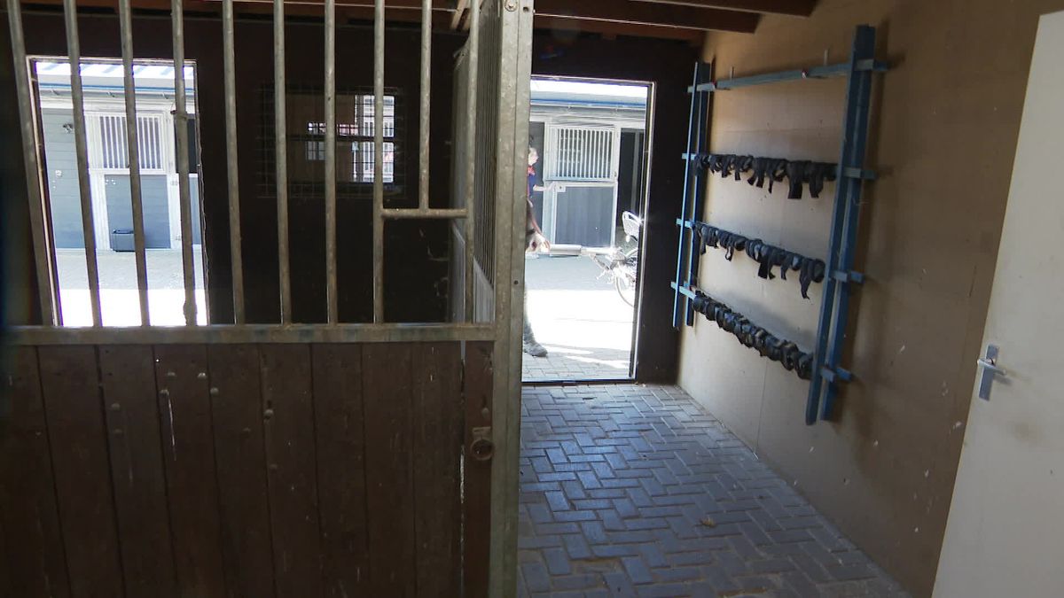 'Broekie' Joris Wouda (19) maakt debuut bij WK mennen voor vierspannen