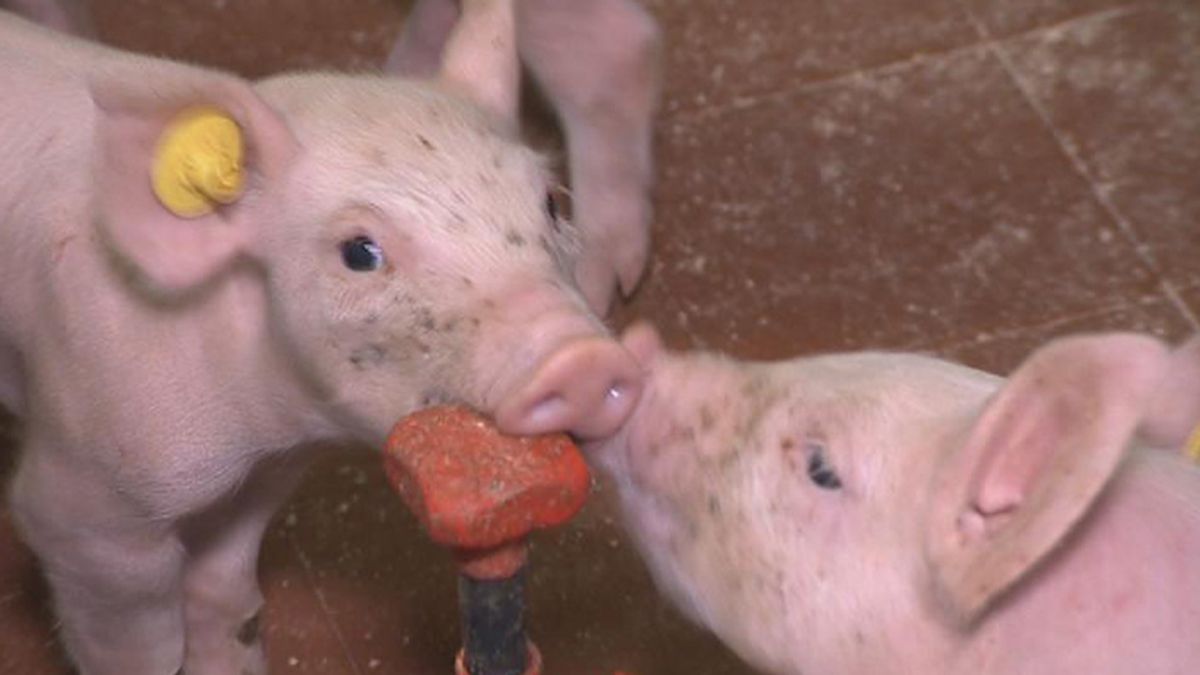 Reuring in Woubrugge om uitbreiding van varkensstal en koeienstal