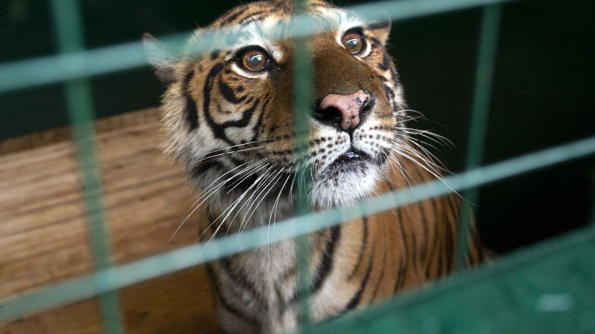 Tijger Flora overleden in opvang Nijeberkoop