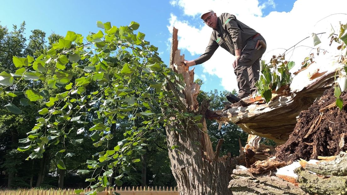Boomspecialist Efftink bovenop de omgewaaide zilverlinde