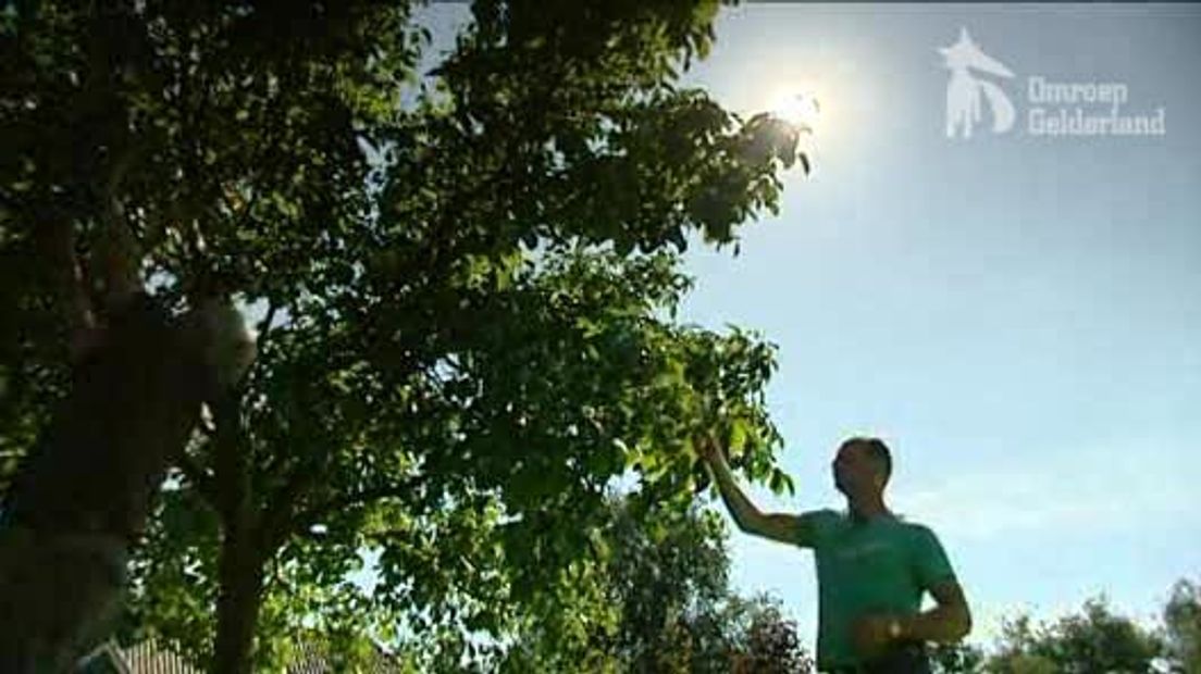 Bomen kweken als uitdaging