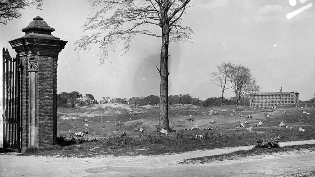 Vanwege de brandstofnood in de Hongerwinter zijn de Scheveningse Bosjes in 1945 vrijwel geheel gekapt