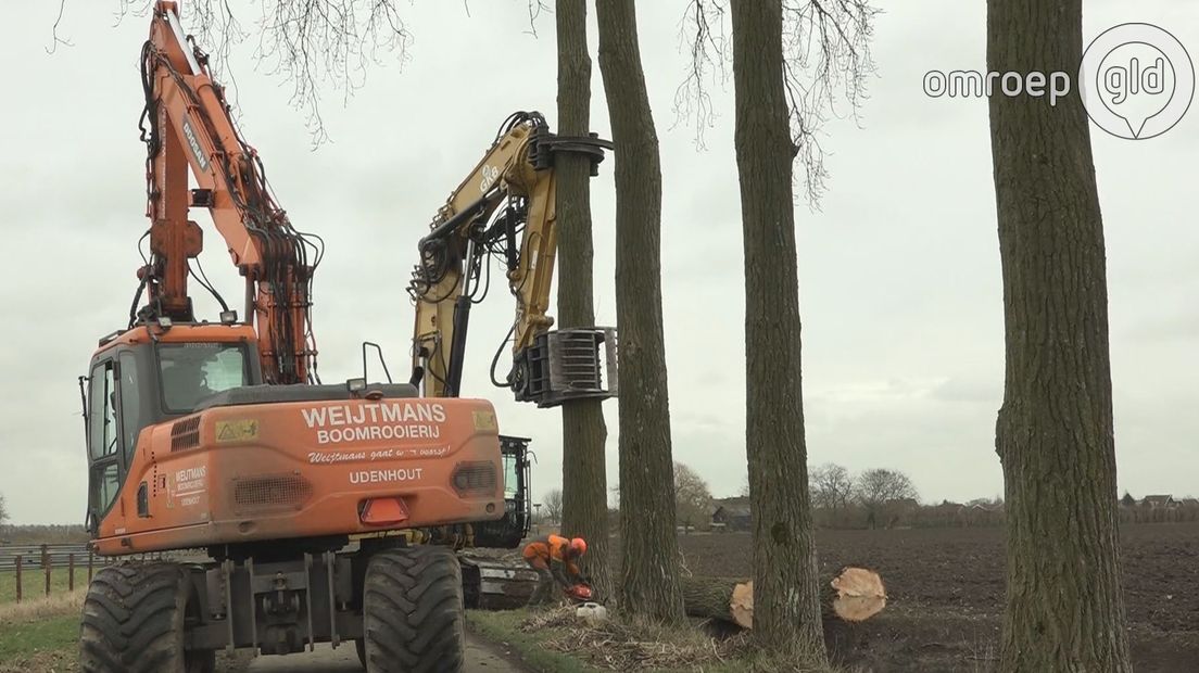 De Gelderse Natuur en Milieu Federatie, de Achterhoekse Bomenstichting en lokale protestgroepen maken zich grote zorgen over de toenemende kap van bomen in Gelderland. Minder bomen is slecht voor het milieu en het landschap en grondeigenaren kappen om de verkeerde redenen.