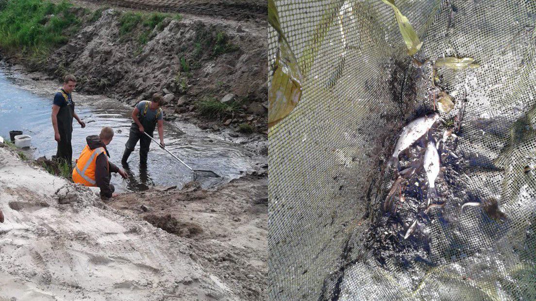 Meer dan honderd vissen werden uit het water geschept (Rechten: Staatsbosbeheer)