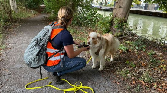 Grote zoekactie naar hond Shadow, die ontsnapte na ongeval. Grote zoekactie naar hond Shadow, die ontsnapte na ongeval.