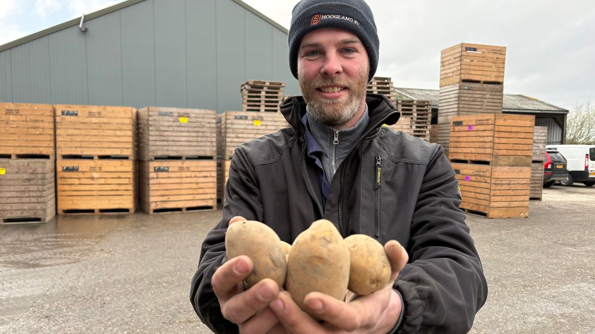 Broers Sinnema zitten met 200.000 kilo aardappels opgescheept: 