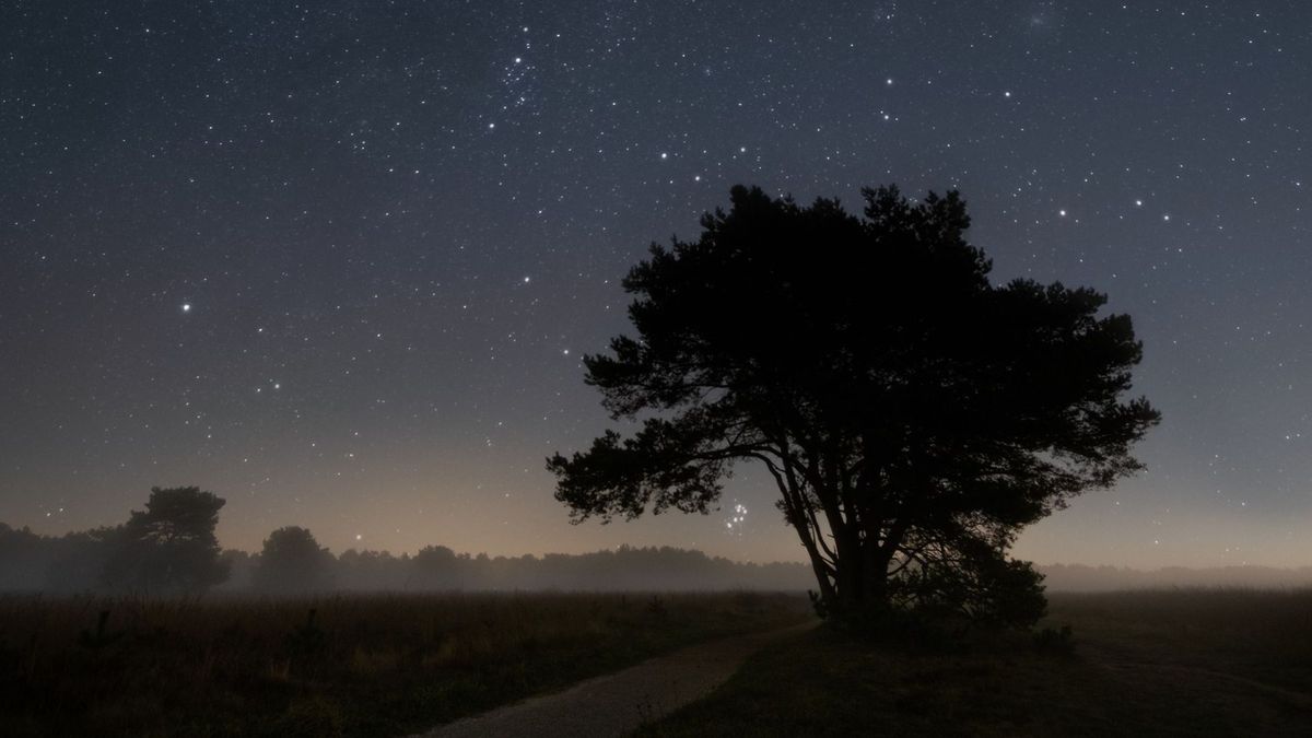 Toenemende lichtvervuiling slecht voor mens, dier en plant