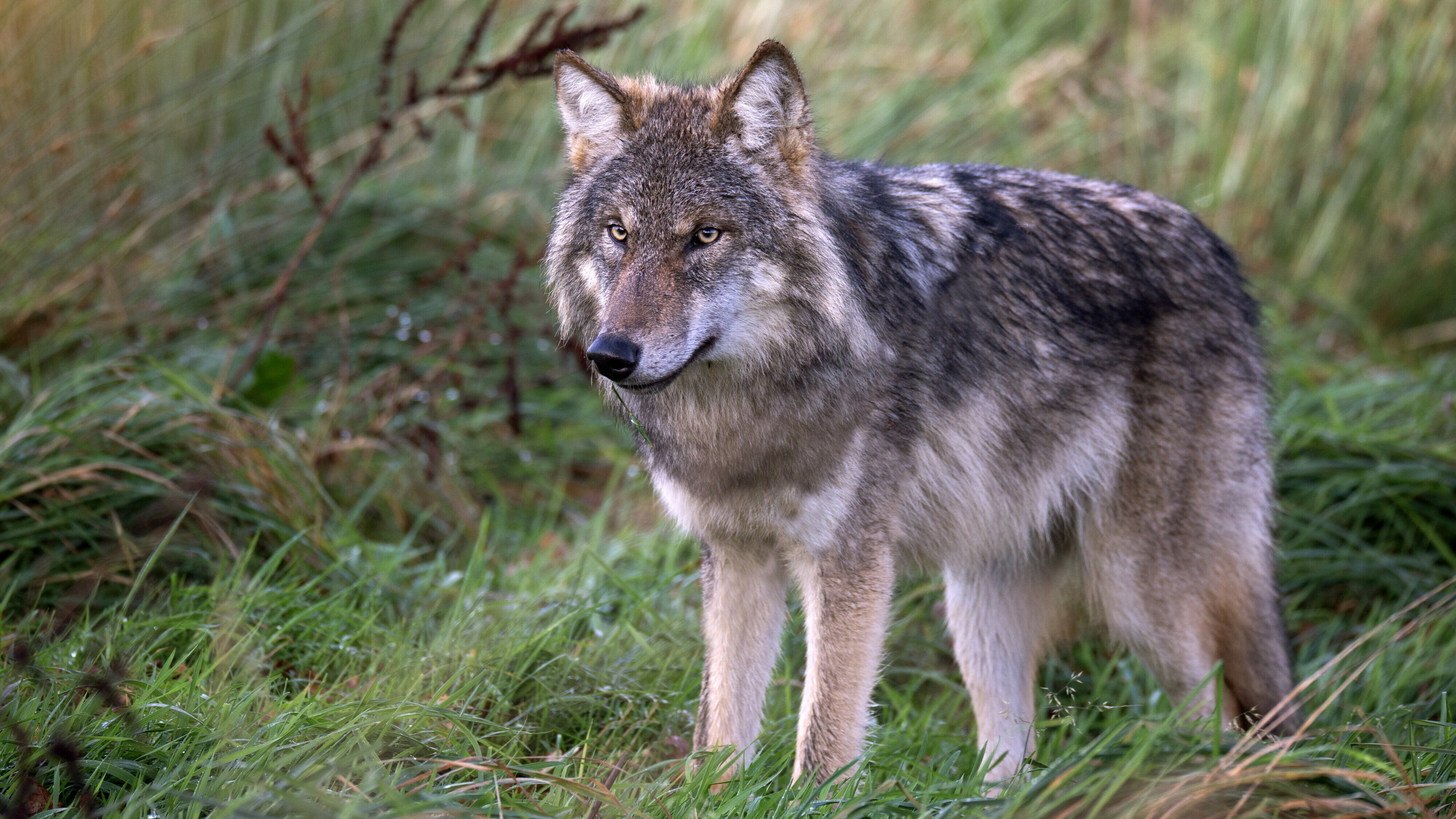 Schapenhouder Beilen eist ruimhartiger wolvenschadebeleid Drenthe