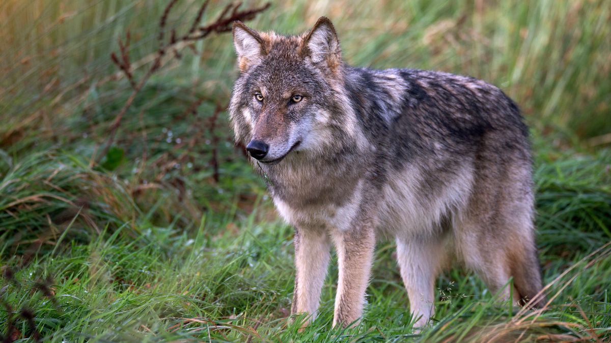 Schapenhouder Beilen eist ruimhartiger wolvenschadebeleid Drenthe