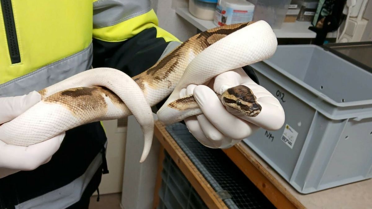 Wie is z'n koningspython kwijt? Dierenambulance vindt slang in Hoogersmilde