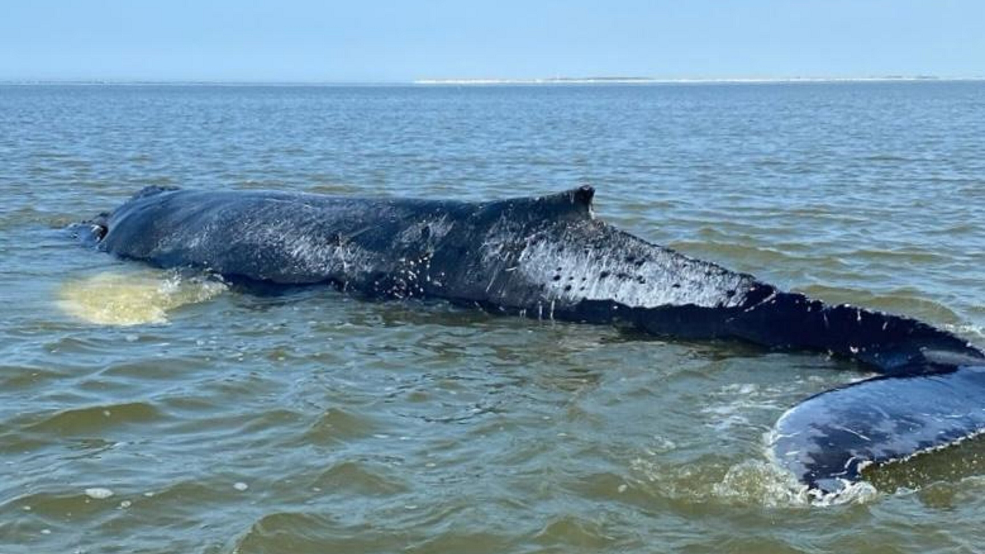 De bultrug op het Wad was in slechte conditie