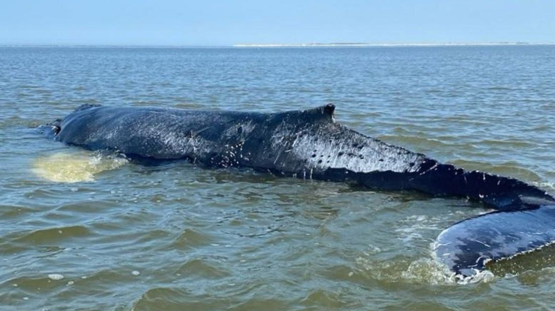 De bultrug op het Wad was in slechte conditie