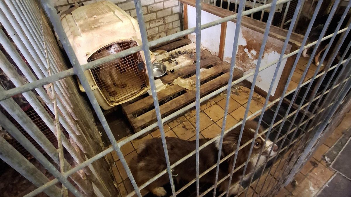 Verwaarloosde Australische herders gered uit kennel tussen rottend vlees en zonder drinkwater