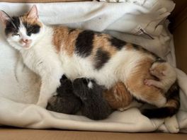 Moederpoes met kittens achtergelaten in huis: 'Kittens nog geen week oud'