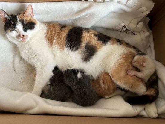 Moederpoes met kittens achtergelaten in huis: 'Kittens nog geen week oud'