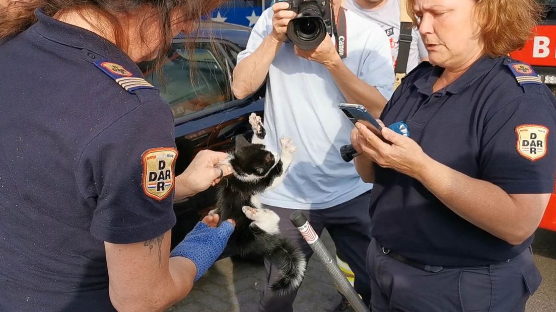 Pas onder de derde auto werd de kitten gevonden (Rechten: Persbureau Meter)