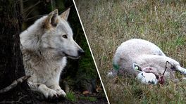 Wolf laat zich niet voorspellen: 'We weten veel, maar niet alles'
