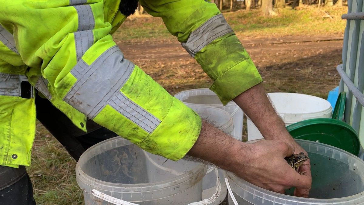 Speciale zorg voor 'walhalla voor amfibieën' in Valthe