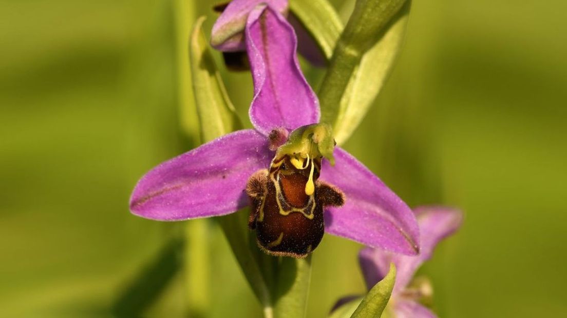 Bijenorchis.