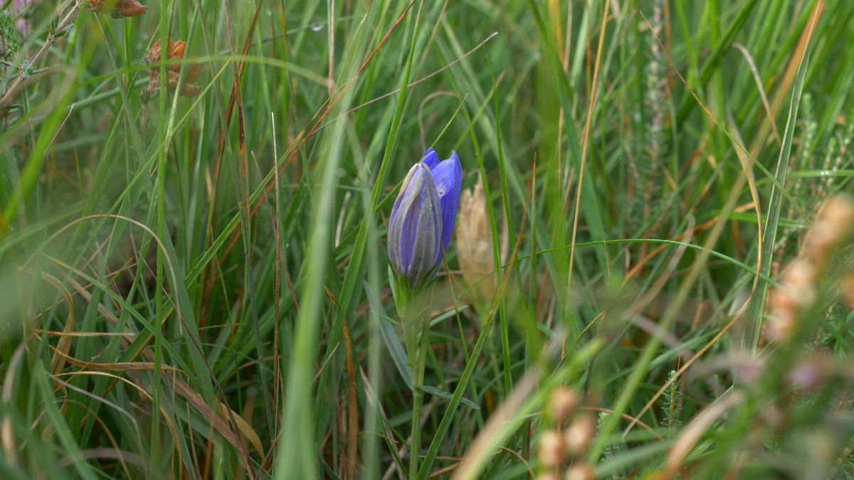Alles uit de kast voor de heide van Vijftig Bunder