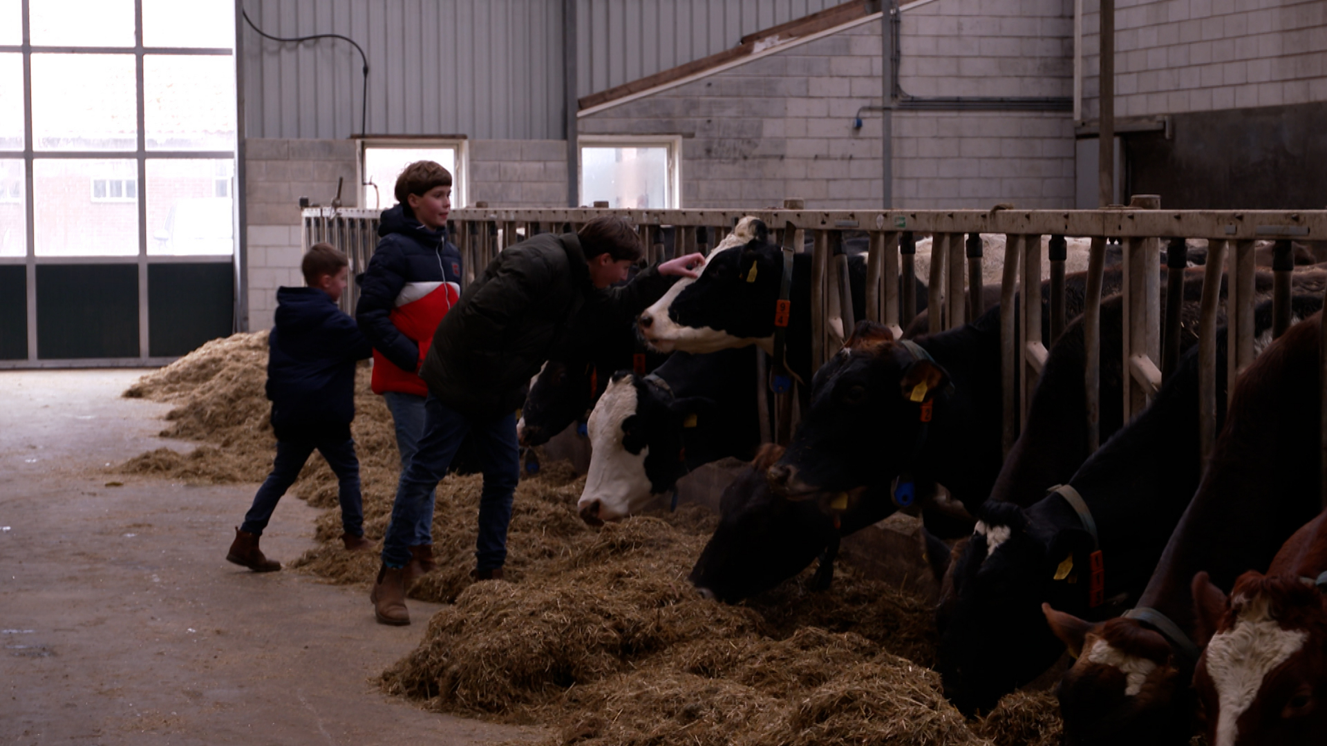 Ruim 60.000 euro opgehaald voor boer met 40 koeien in gierkelder: 'Steun is hartverwarmend'