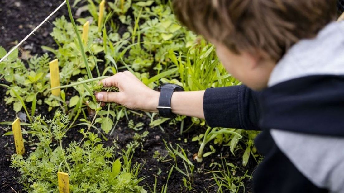 Maart is een ideale maand om je eigen moestuin te beginnen.