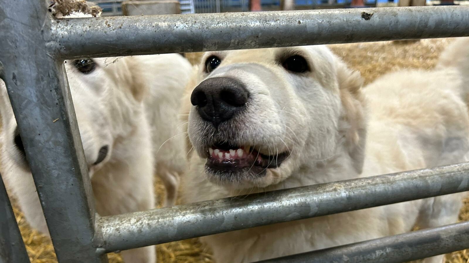 Hûnen ynset om Bakkefeanster skiep te beskermjen tsjin de wolf: "It is ús lêste rêdmiddel"