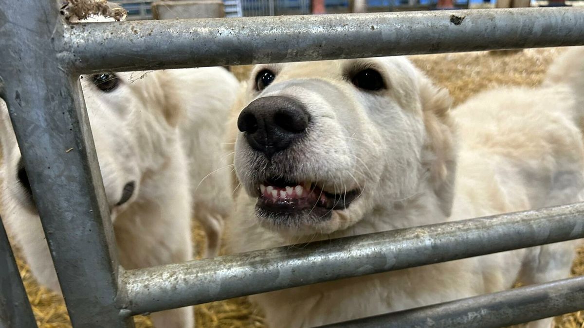 Honden ingezet om Bakkeveense schapen te beschermen tegen de wolf: 