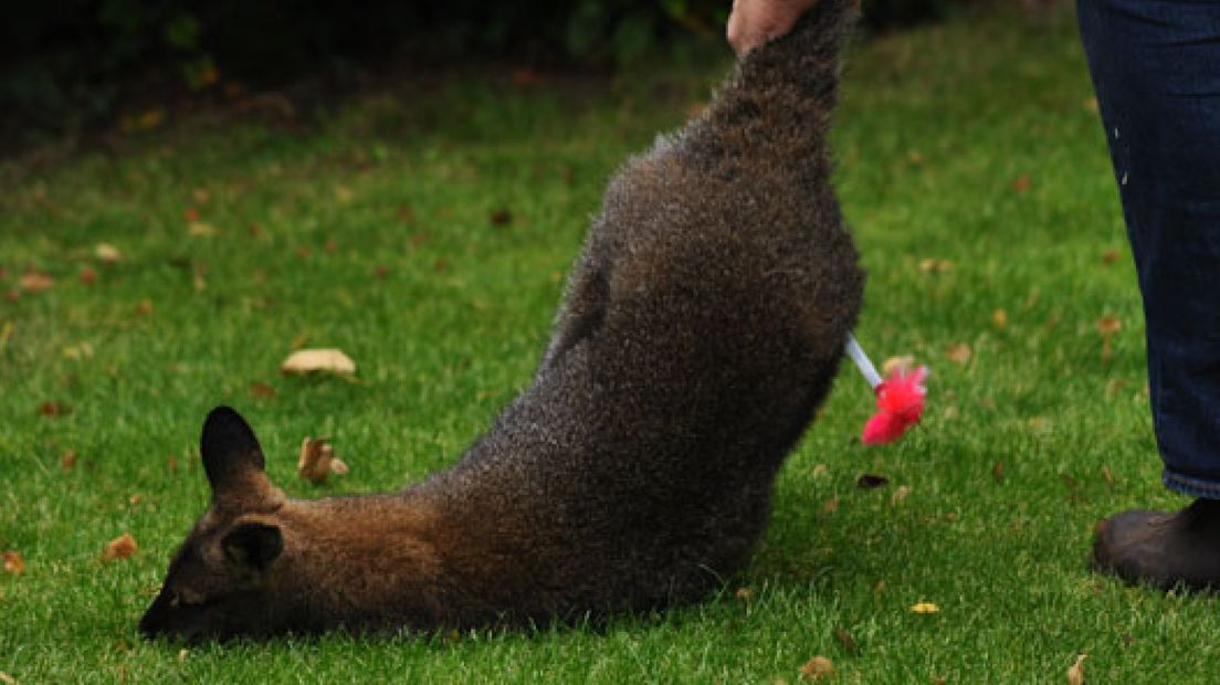 Ontsnapte wallabie in Velp gevangen