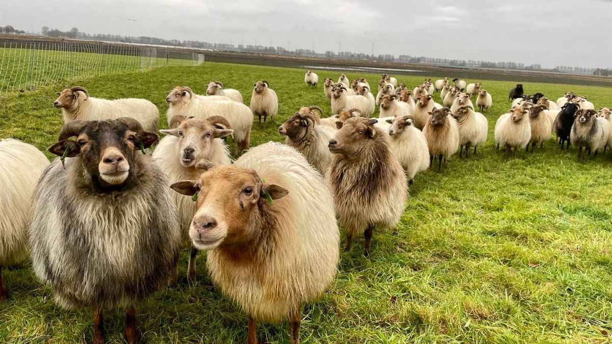 Schaapskudde Exloo kan extra geld voor 'weerloze dieren' goed gebruiken