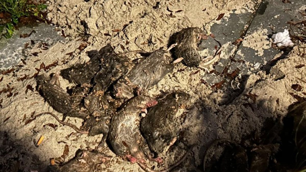 Dode ratten en ingegooid raam bij veelbesproken halloweentuin