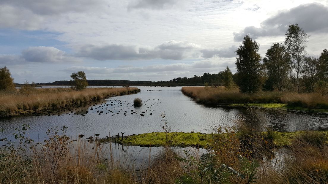 Kraanvogels broeden in hoogveengebieden zoals het Fochteloërveen (Rechten: RTV Drenthe/Marike Goossens)