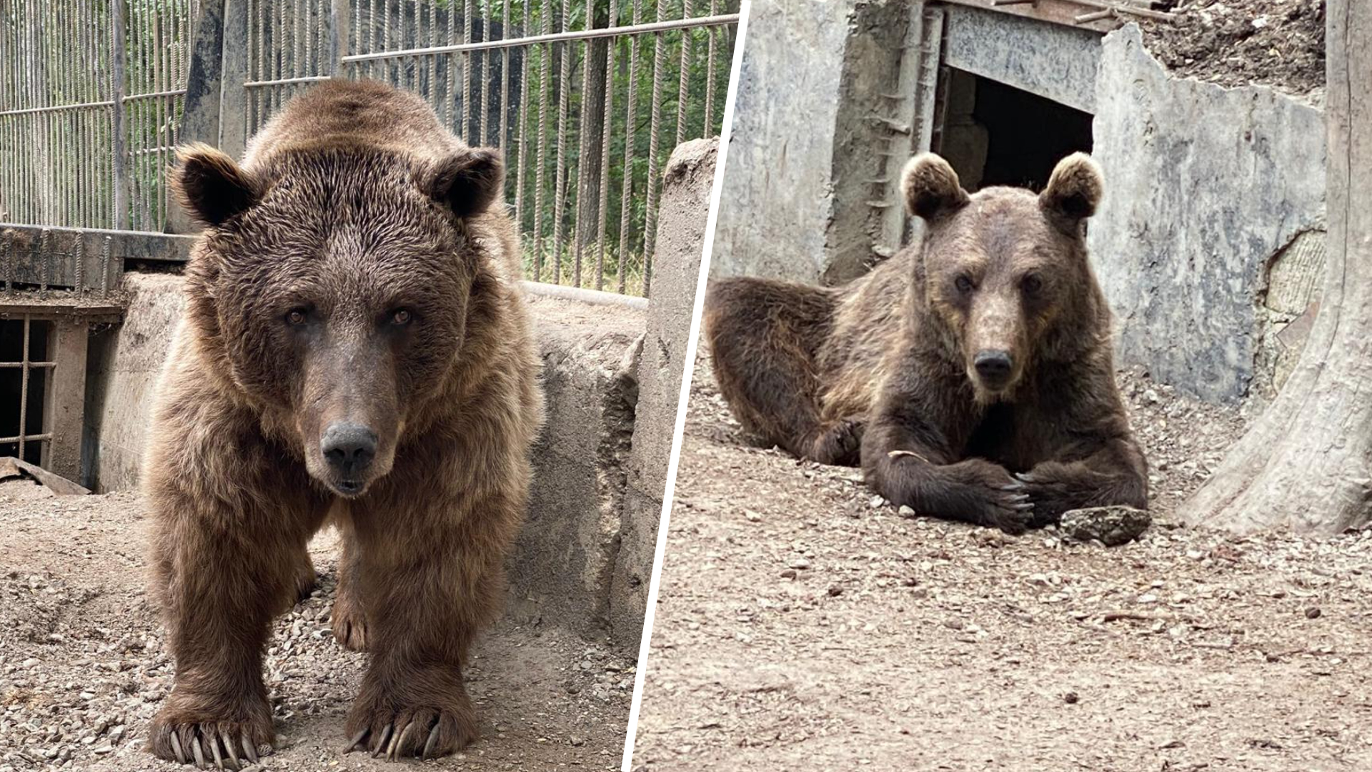 Ouwehands Dierenpark wil verwaarloosde beren uit Azerbeidzjan opvangen