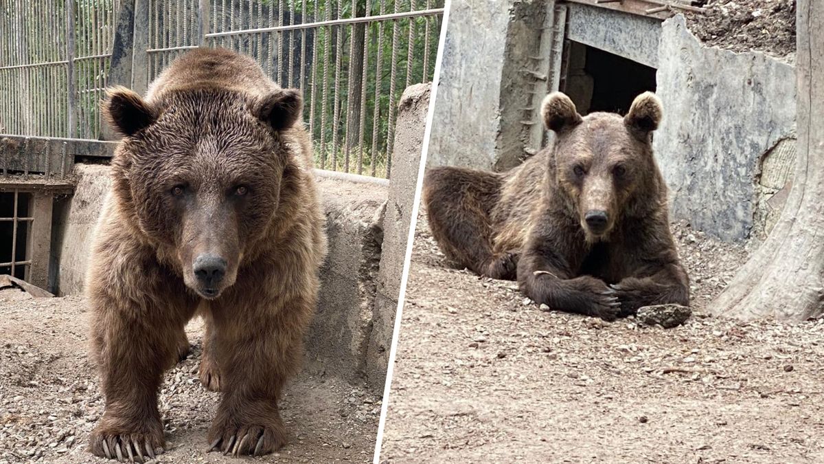 Beren Cindy en Felipe van oorlogsgebied naar Rhenen: 'Weer écht beer zijn'