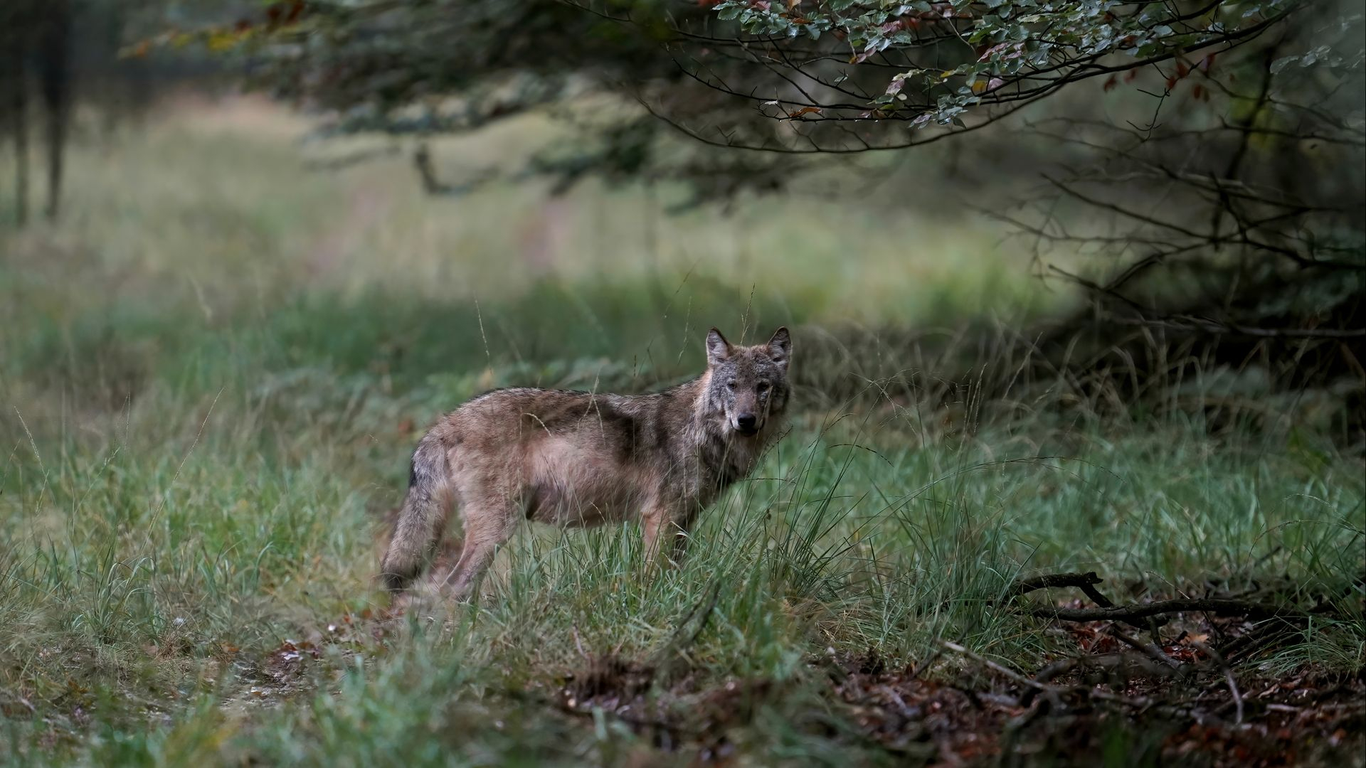 Voorthuizense wolf voorlopig niet afgeschoten, Provincie wacht zitting af