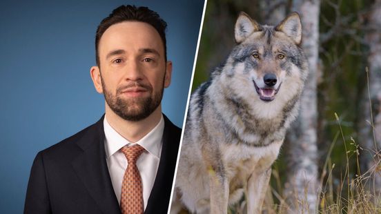 Meer bevoegdheden tegen wolf: kabinet kijkt naar ingrijpen