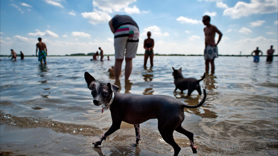 Hondenbezitters willen graag een hondenstrand bij de Grote Rietplas (Rechten: ANP/Erik van 't Woud)