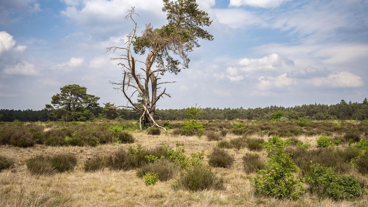 Gras verdringt heide op Schaopedobbe bij Elsloo: 