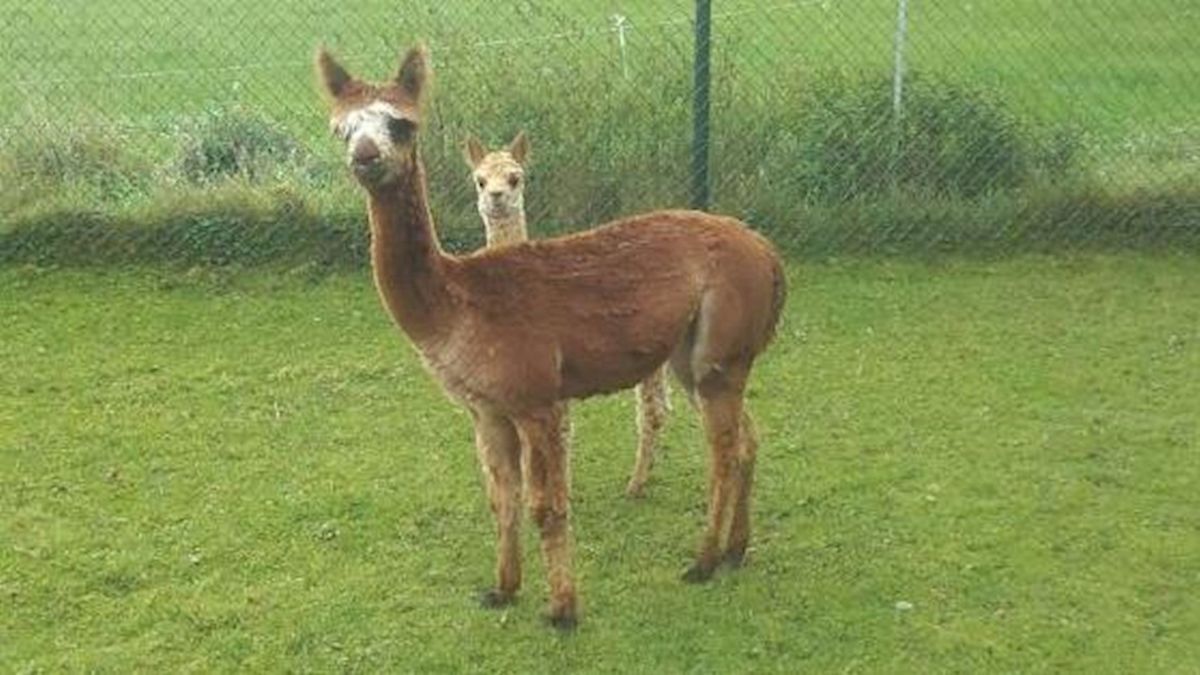 Boer uit Okkenbroek wil vogelvrije alpaca's beveiligen met gps-zender of chip